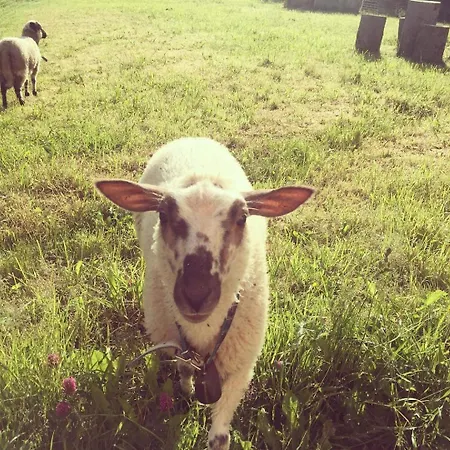 Palcovka - U Stepana A U Dorotky